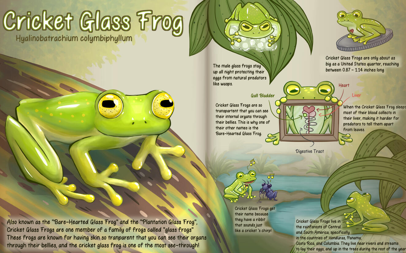 Cricket Glass Frog Educational Illustration